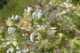 Sivun Salvia aethiopis L. kuva