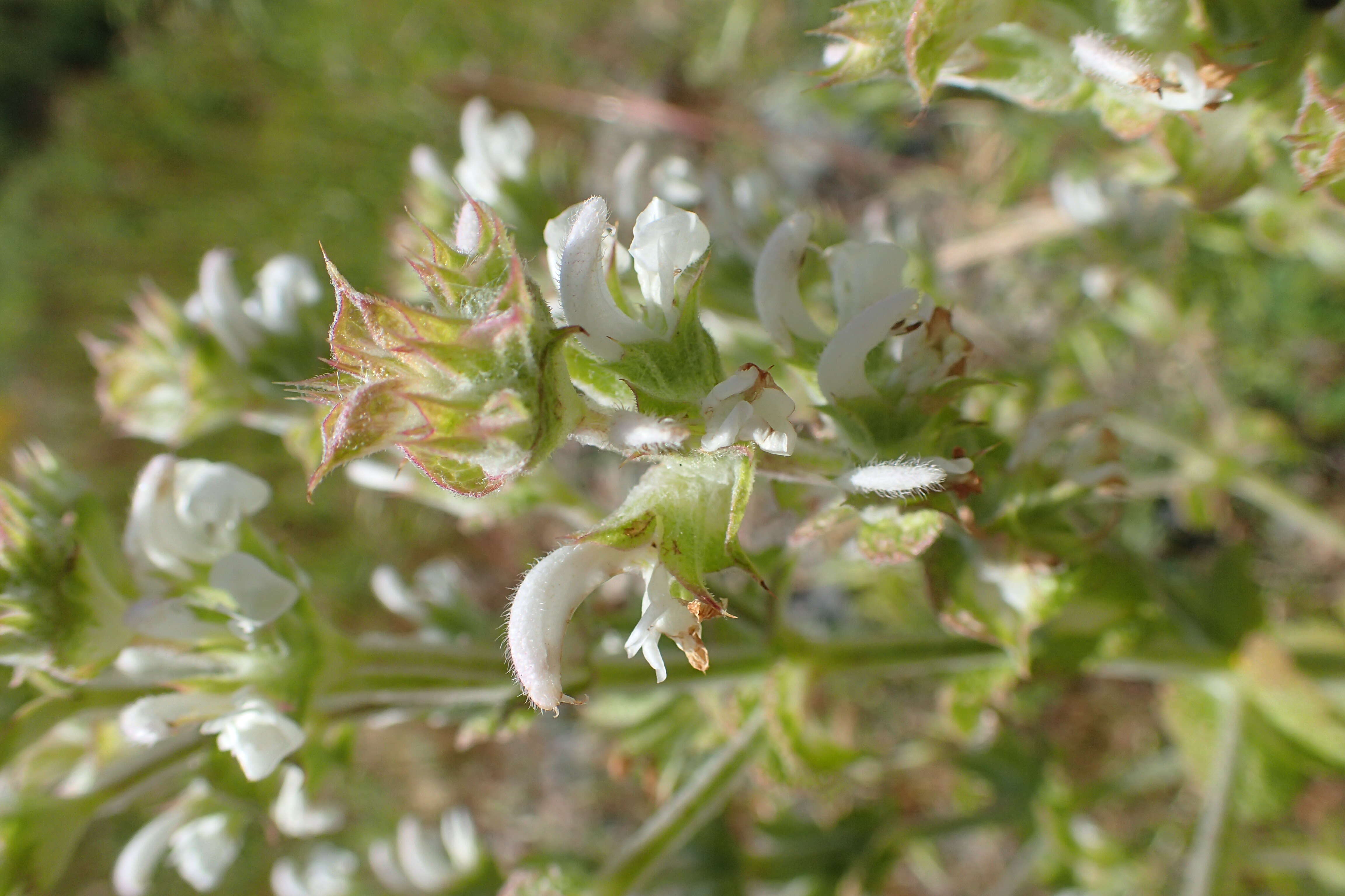 Sivun Salvia aethiopis L. kuva