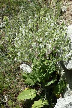 Sivun Salvia aethiopis L. kuva