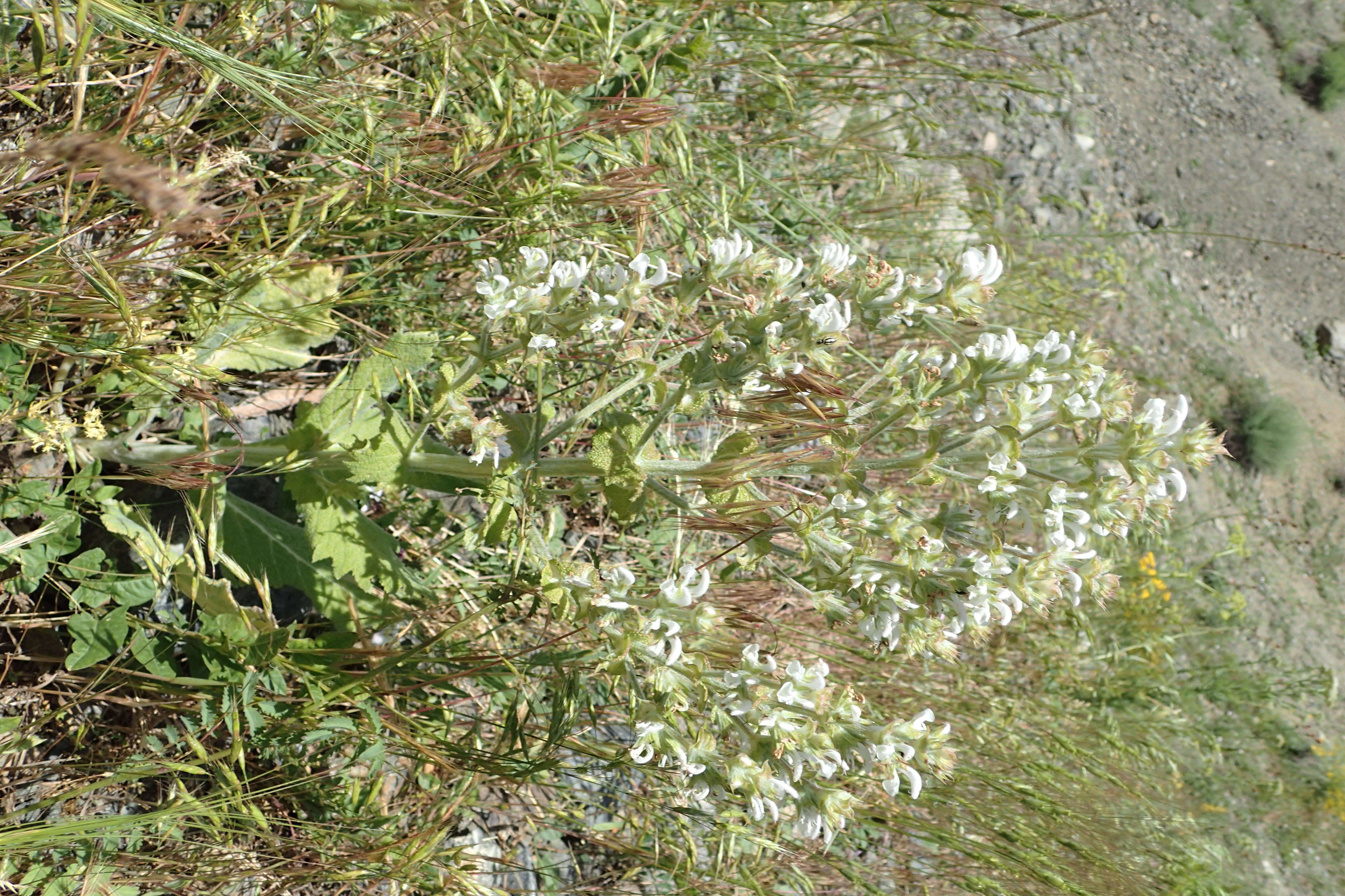 Sivun Salvia aethiopis L. kuva