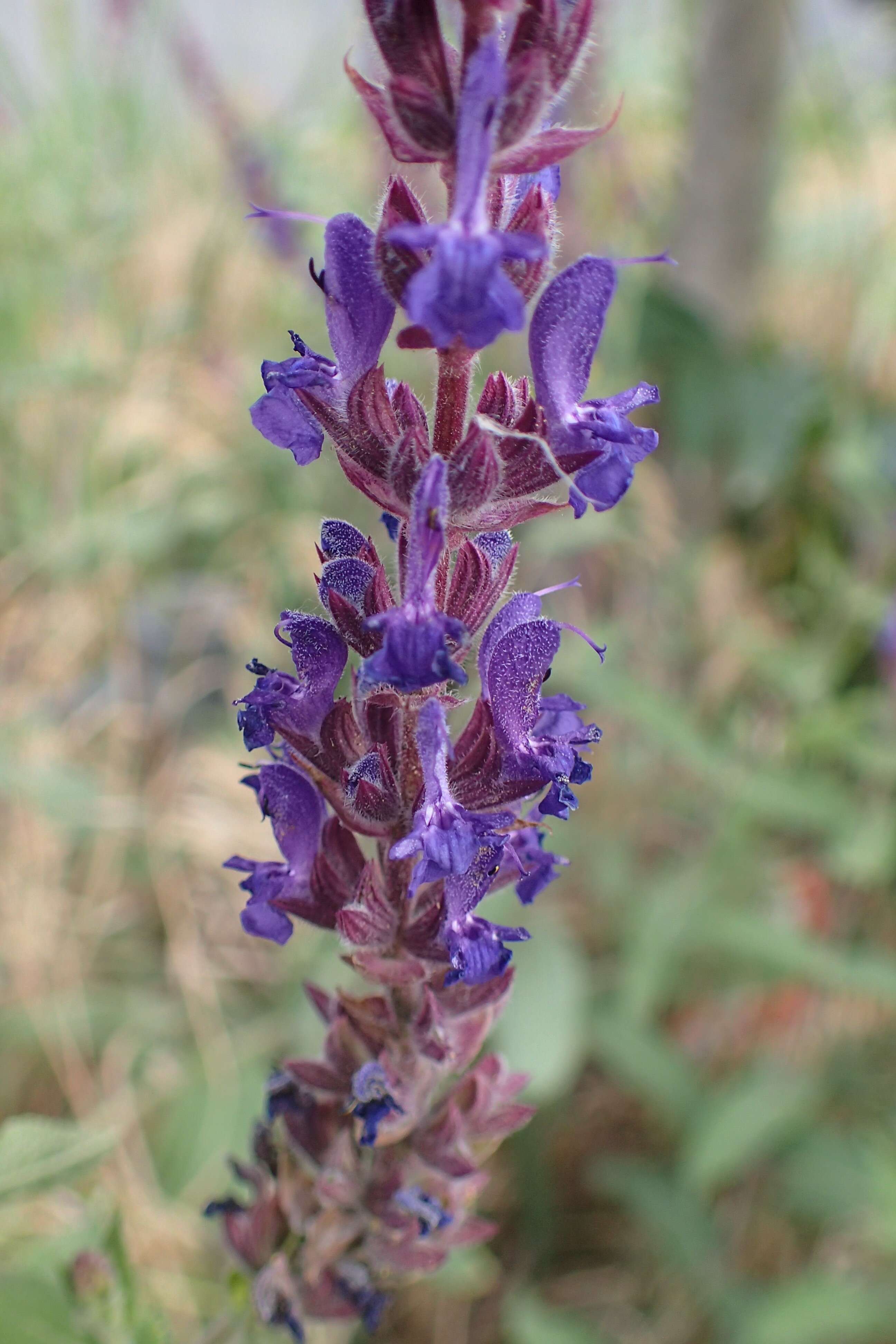 Imagem de Salvia nemorosa L.