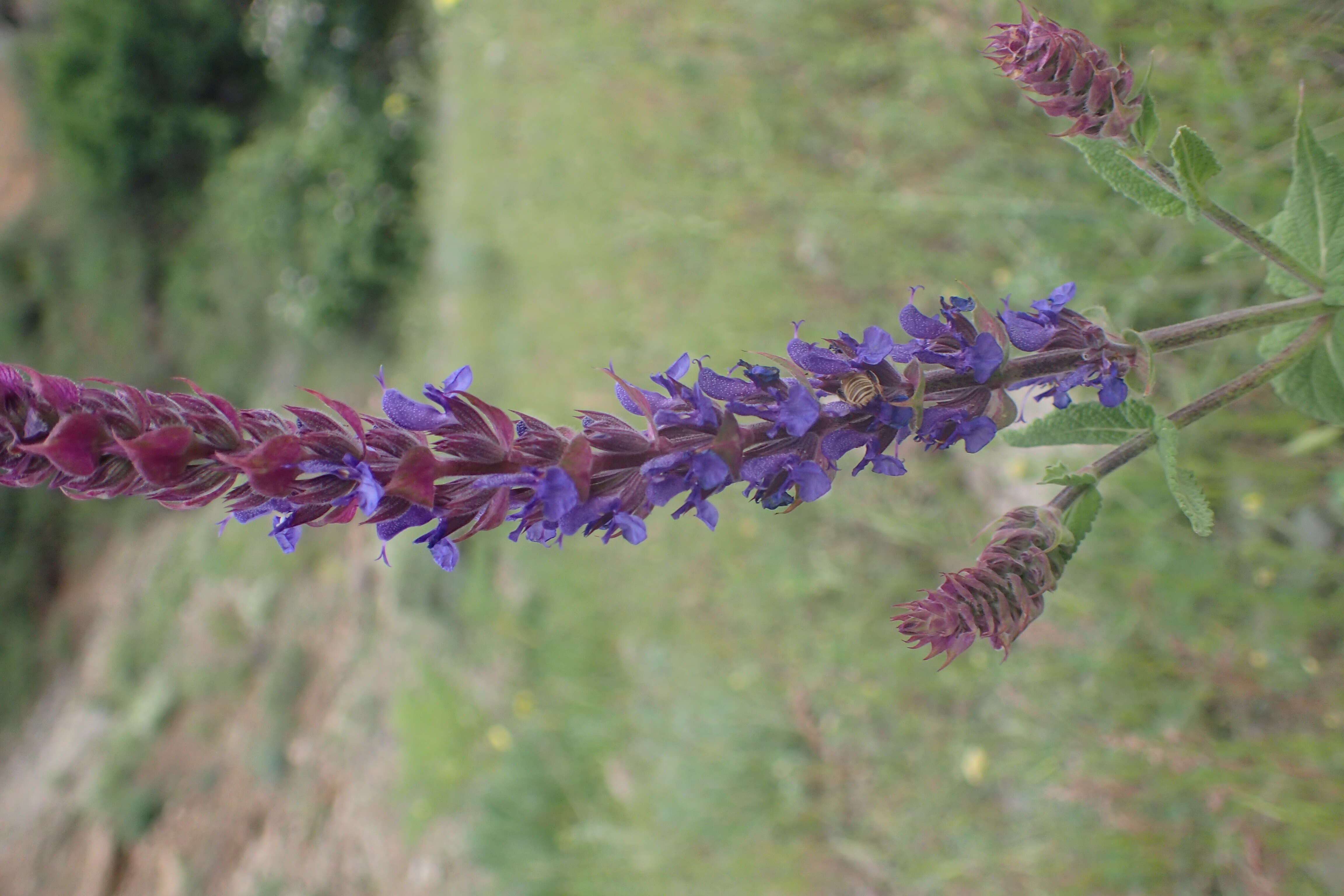 Imagem de Salvia nemorosa L.