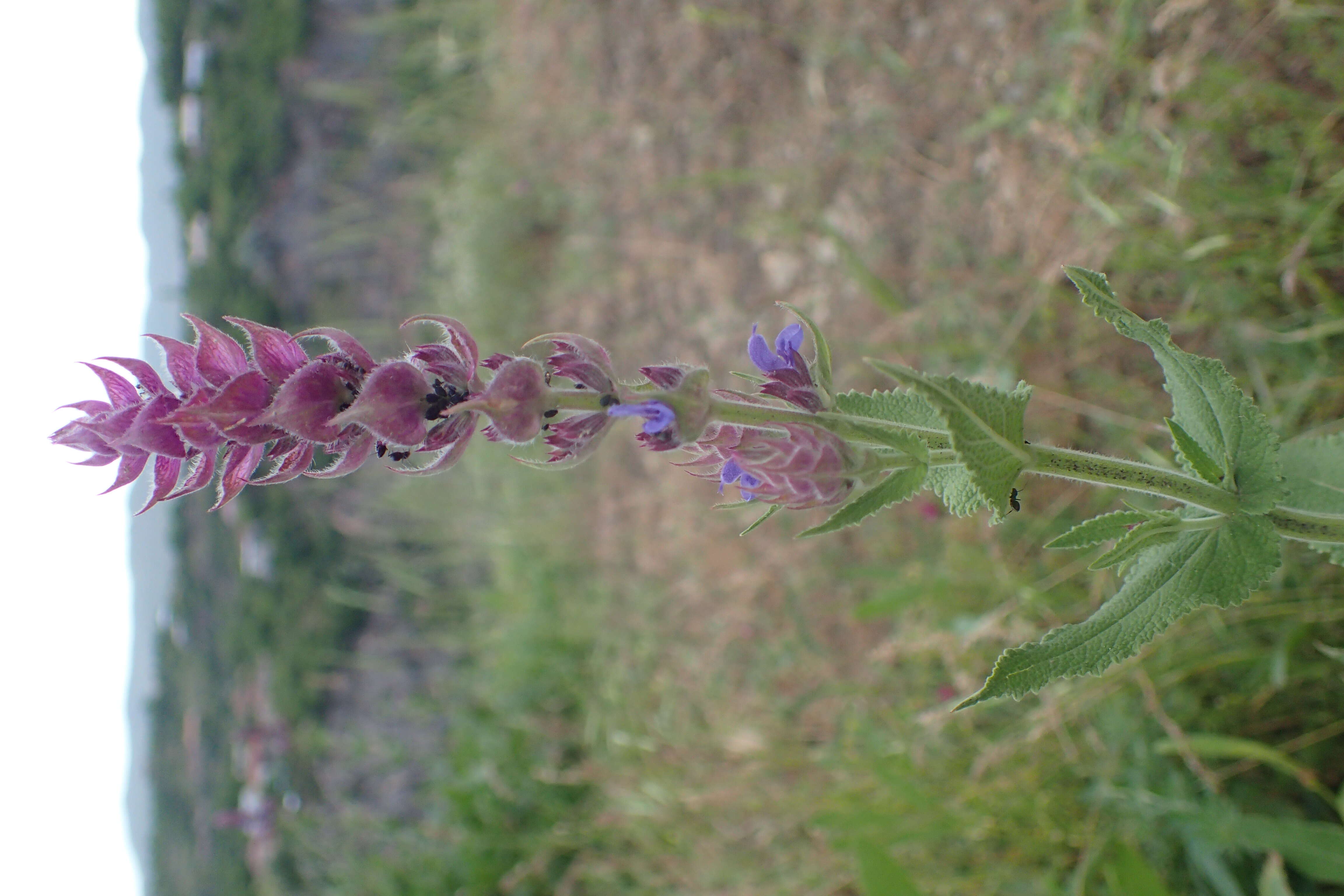 Imagem de Salvia nemorosa L.