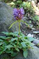 Image of large-flowered selfheal