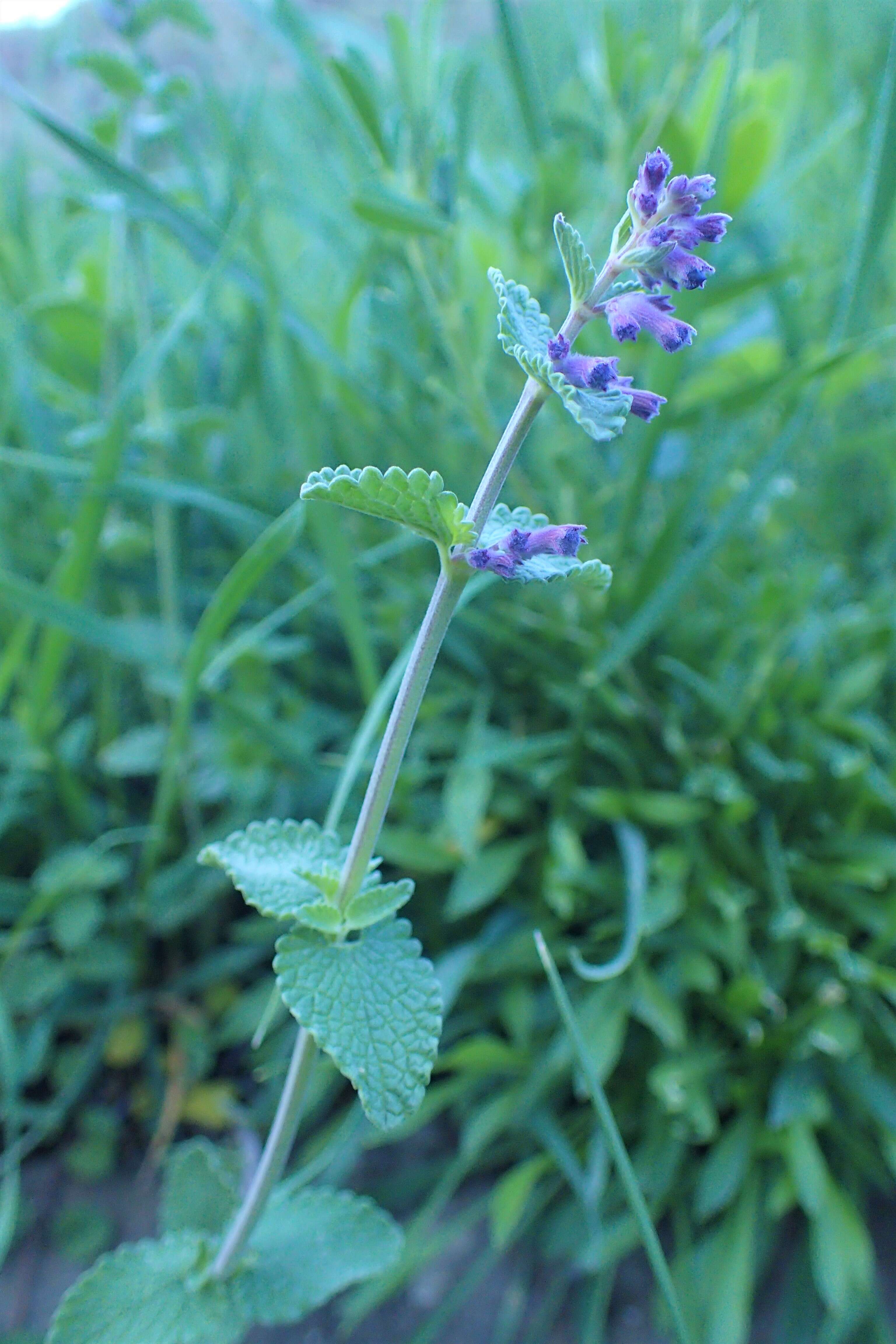 Image of raceme catnip