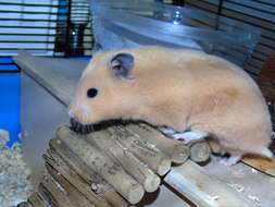 Image of hamsters