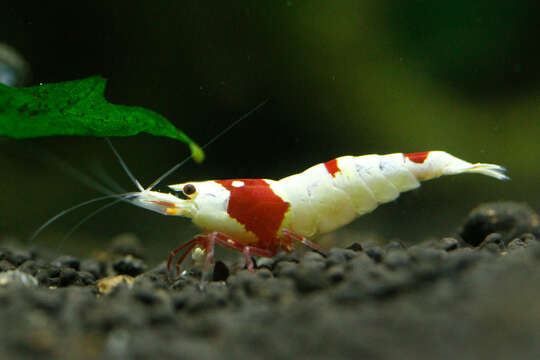 Image of Caridina cantonensis