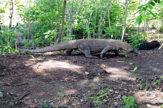 Image of Komodo Dragon