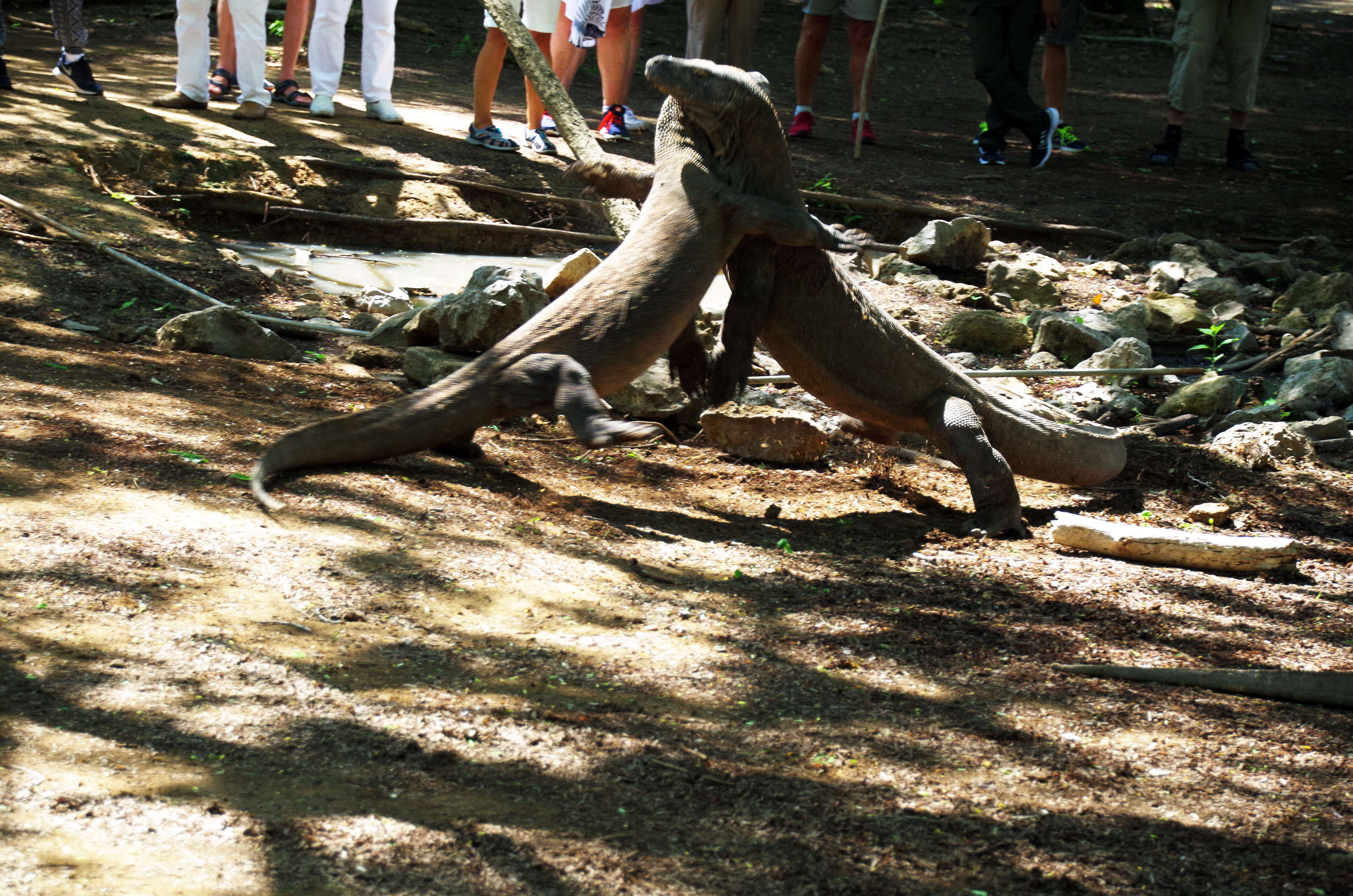 Image of Komodo Dragon