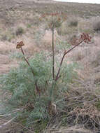 Sivun Lomatium dissectum (Nutt. ex Torr. & Gray) Mathias & Constance kuva