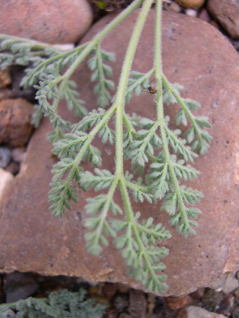 Image of desert biscuitroot