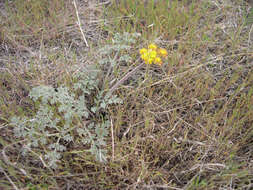 Image of desert biscuitroot