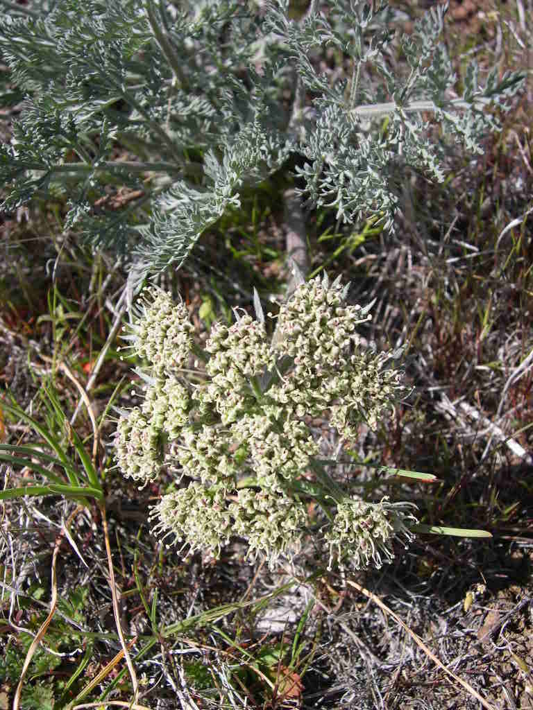 Image of bigseed biscuitroot