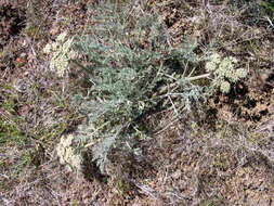 Image of bigseed biscuitroot