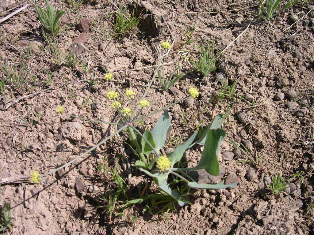 Image of barestem biscuitroot