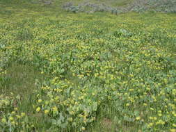 Image of barestem biscuitroot