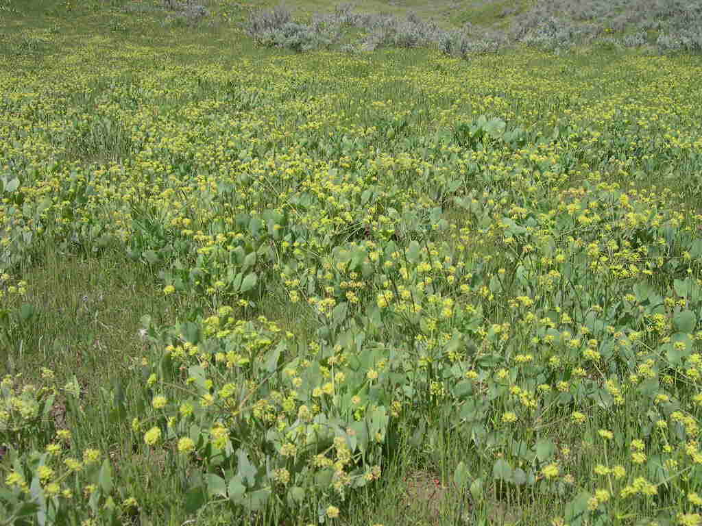 Image of barestem biscuitroot