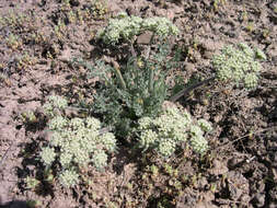 Image of bigseed biscuitroot