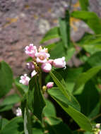 Image of flytrap dogbane