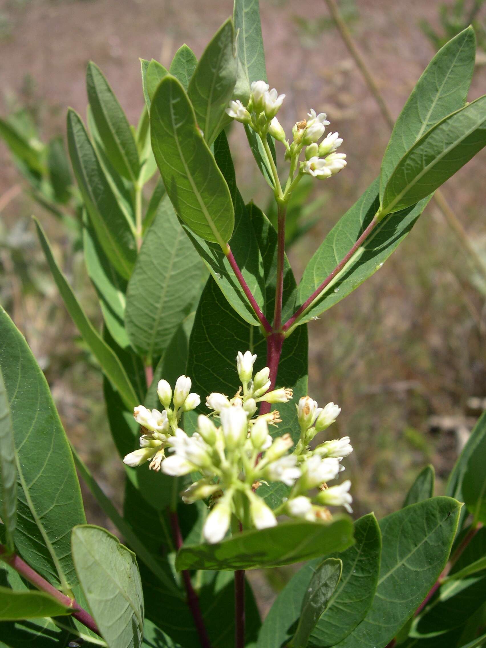 Image of Indian-hemp