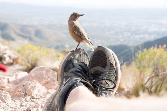 Image of Black-billed Shrike-Tyrant