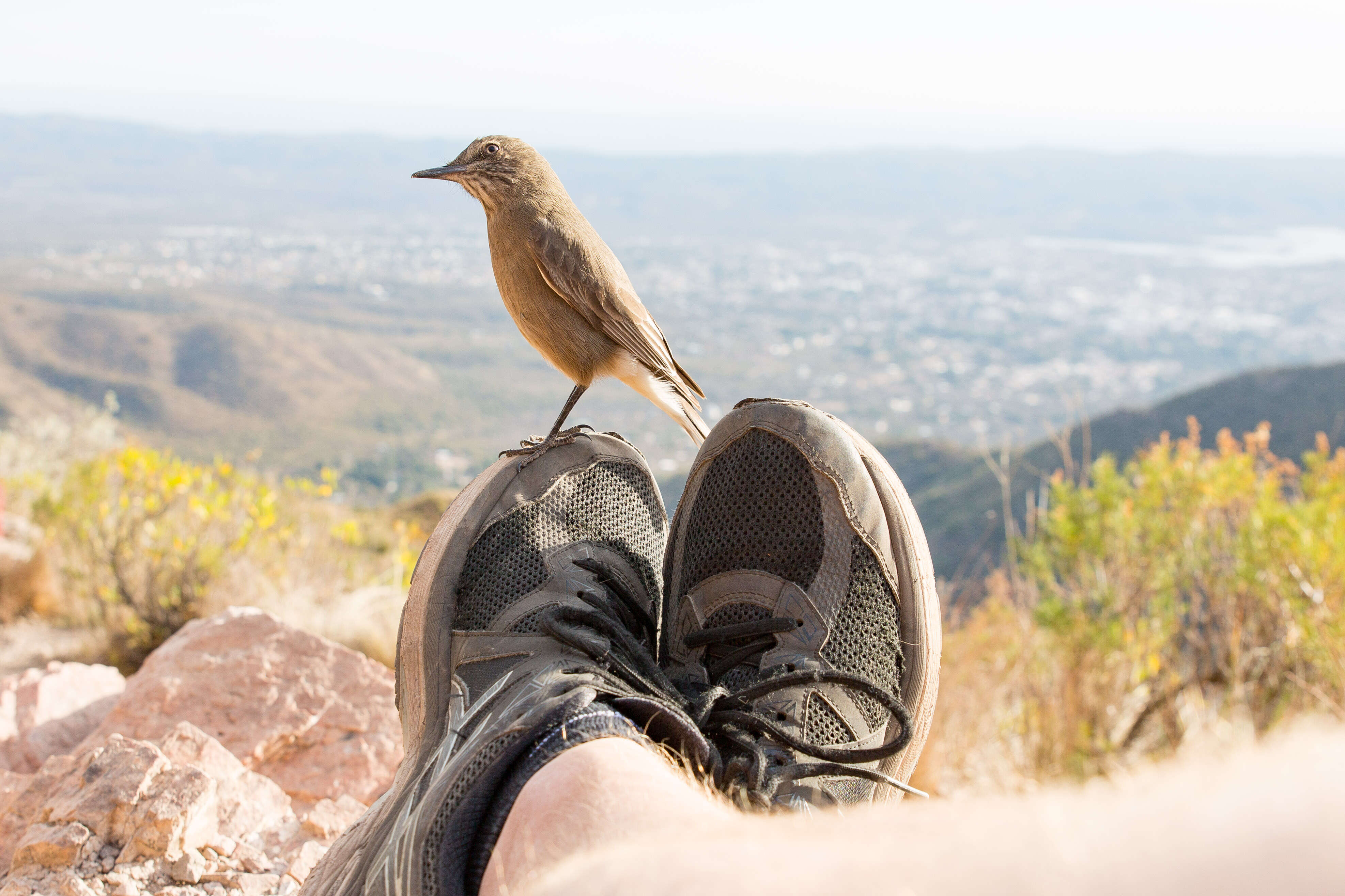 Image of Black-billed Shrike-Tyrant