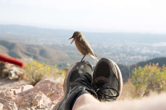 Image of Black-billed Shrike-Tyrant