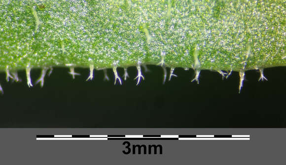 Слика од Leontodon hispidus L.