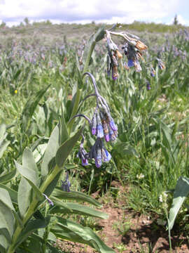 Image of tall bluebells