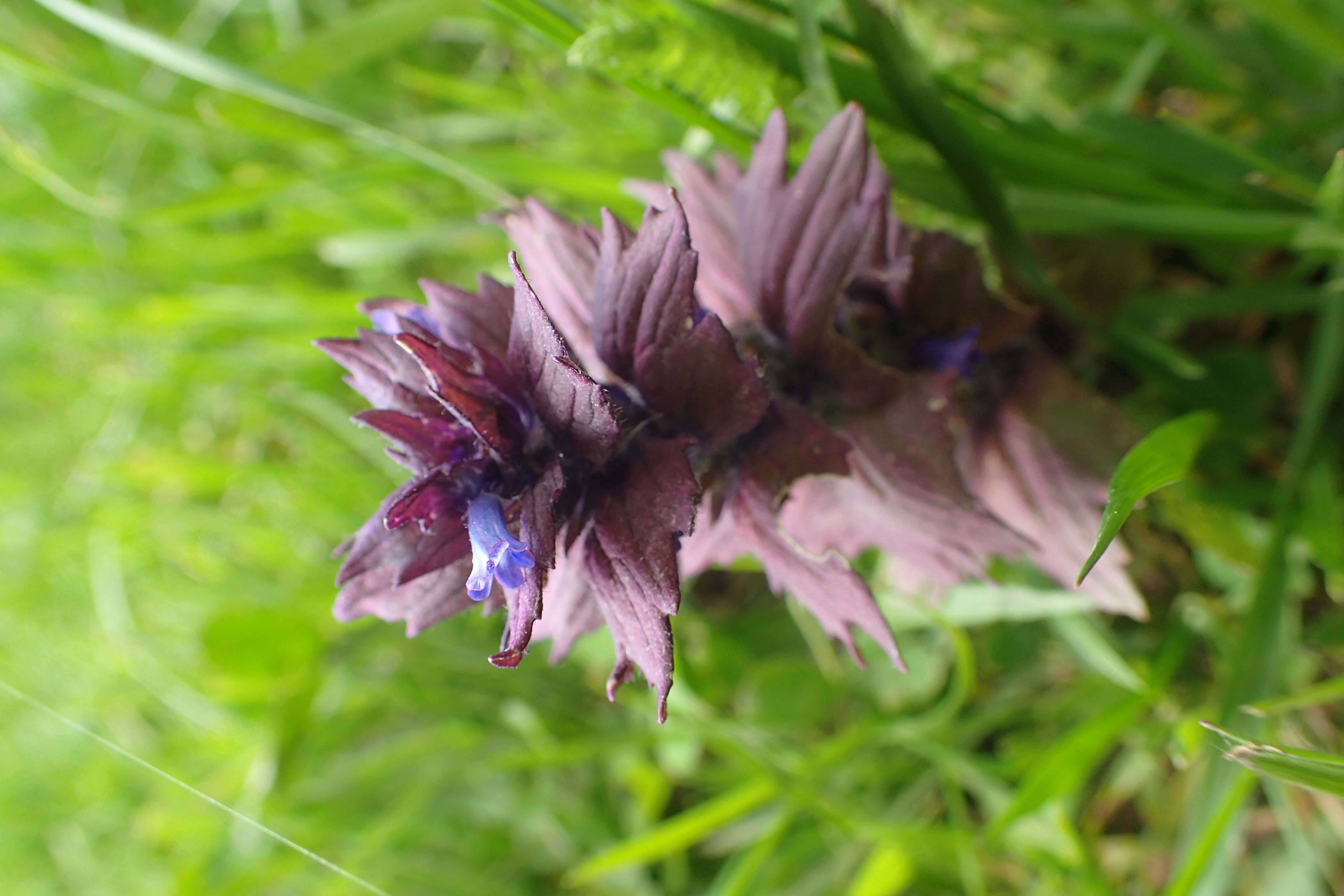 Image of Ajuga orientalis L.