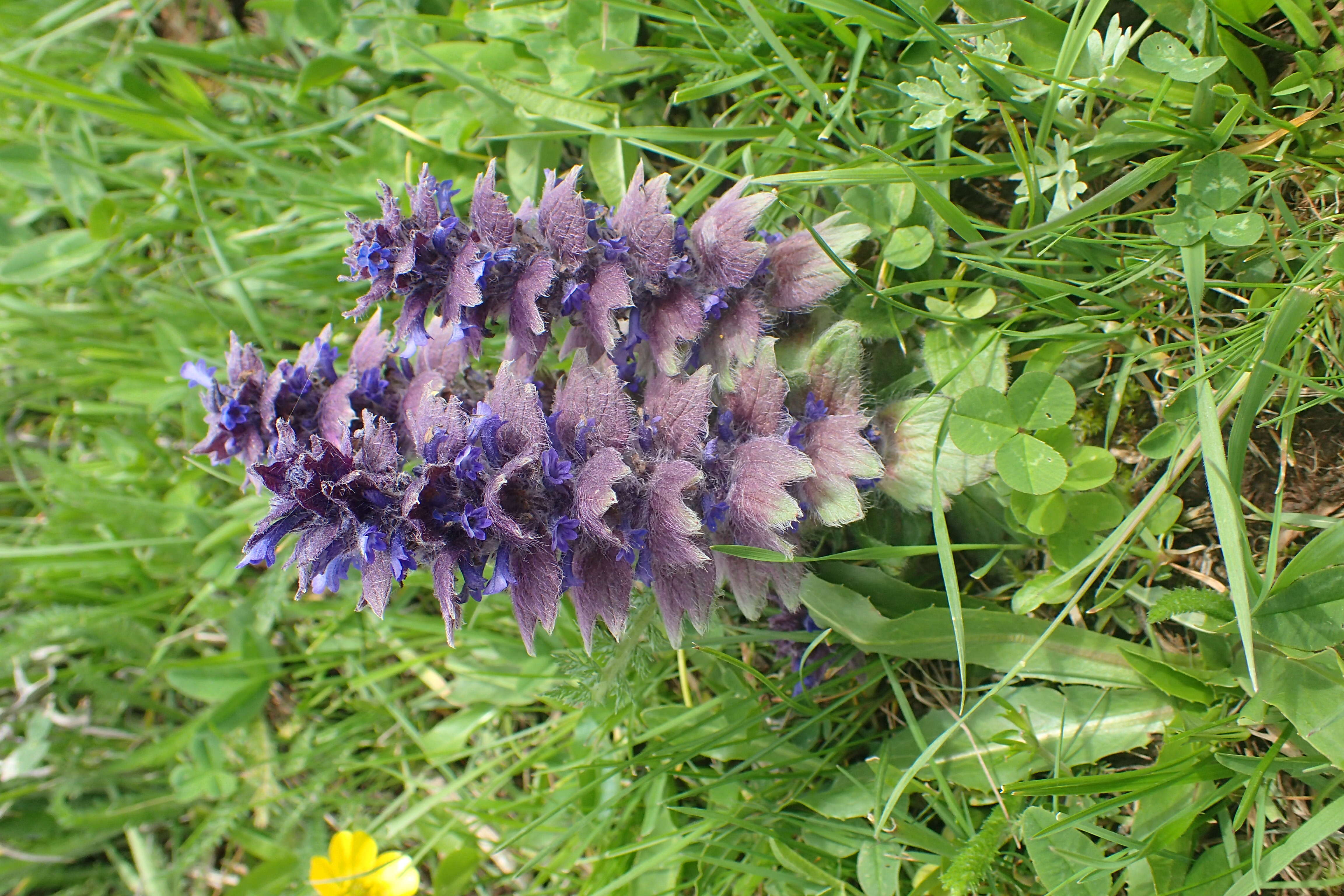 Image of Ajuga orientalis L.