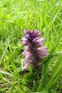 Image of Ajuga orientalis L.