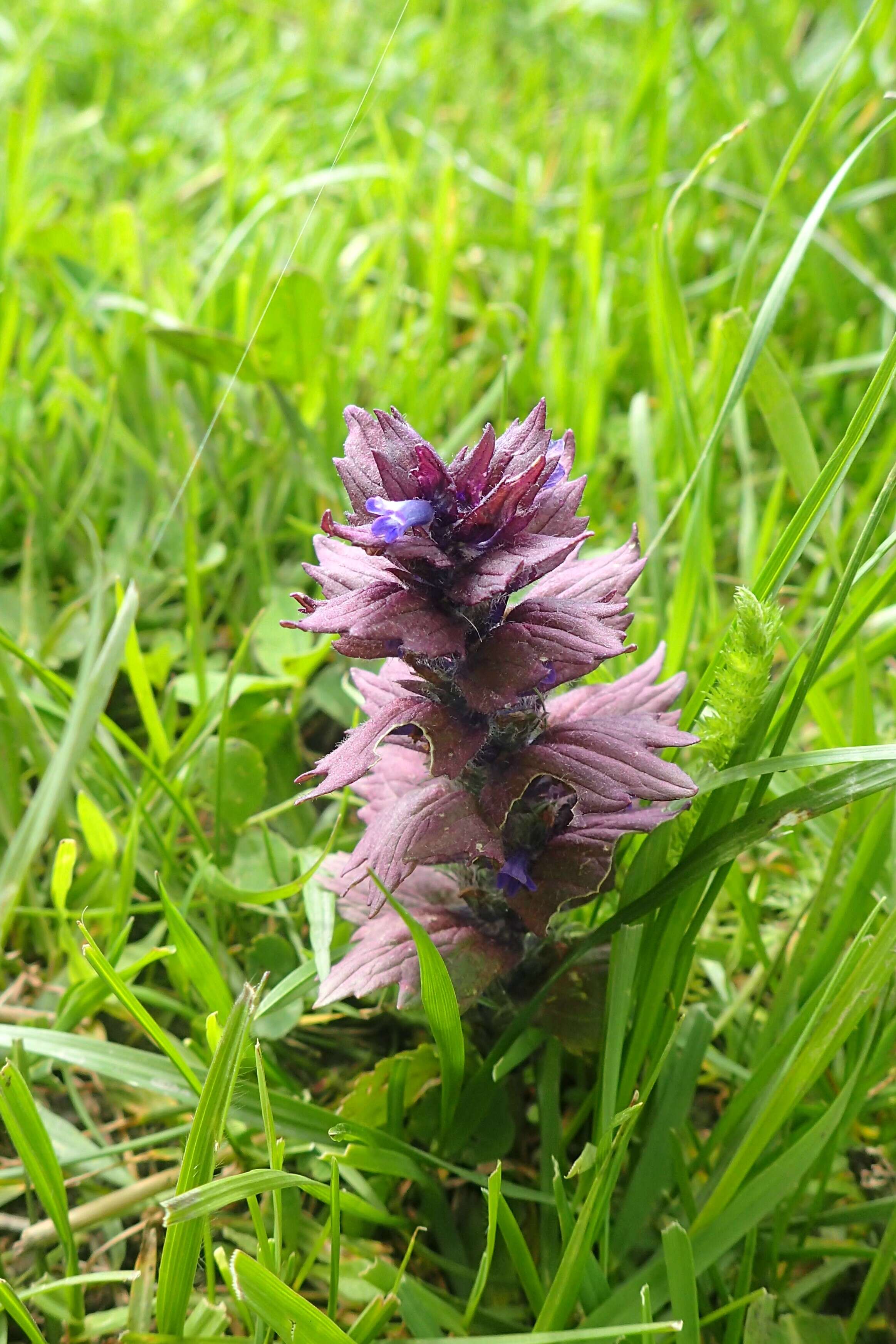 Image of Ajuga orientalis L.