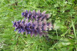 Image of Ajuga orientalis L.