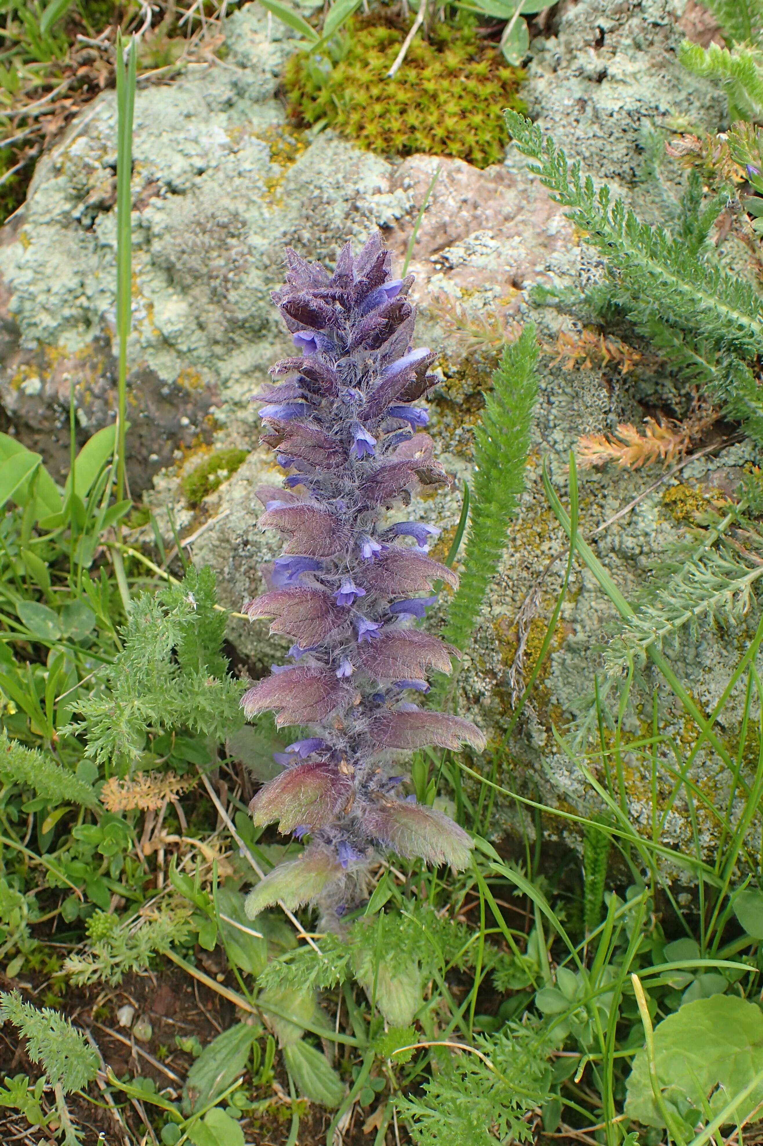 Image of Ajuga orientalis L.