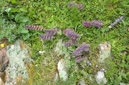 Image of Ajuga orientalis L.