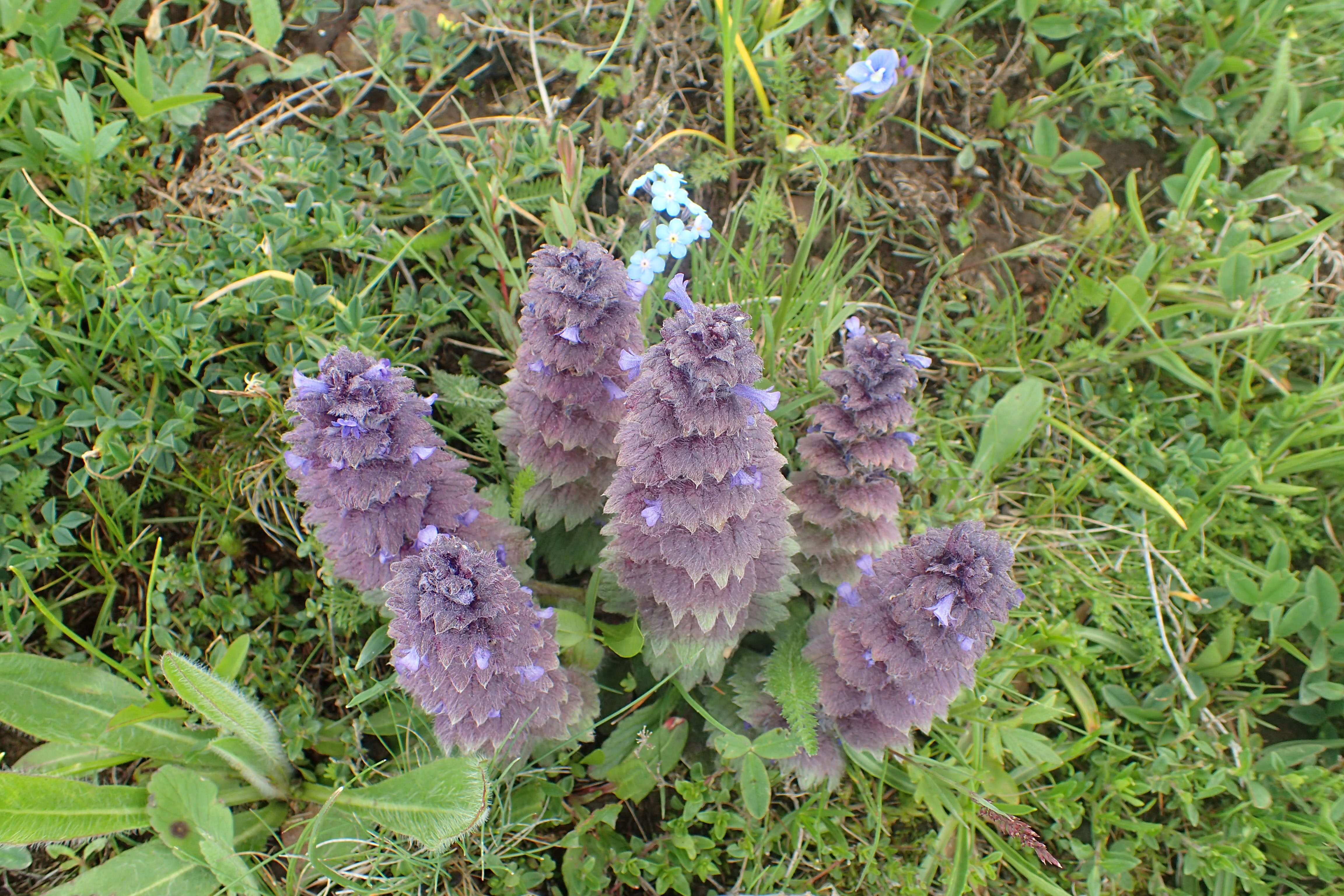 Image of Ajuga orientalis L.