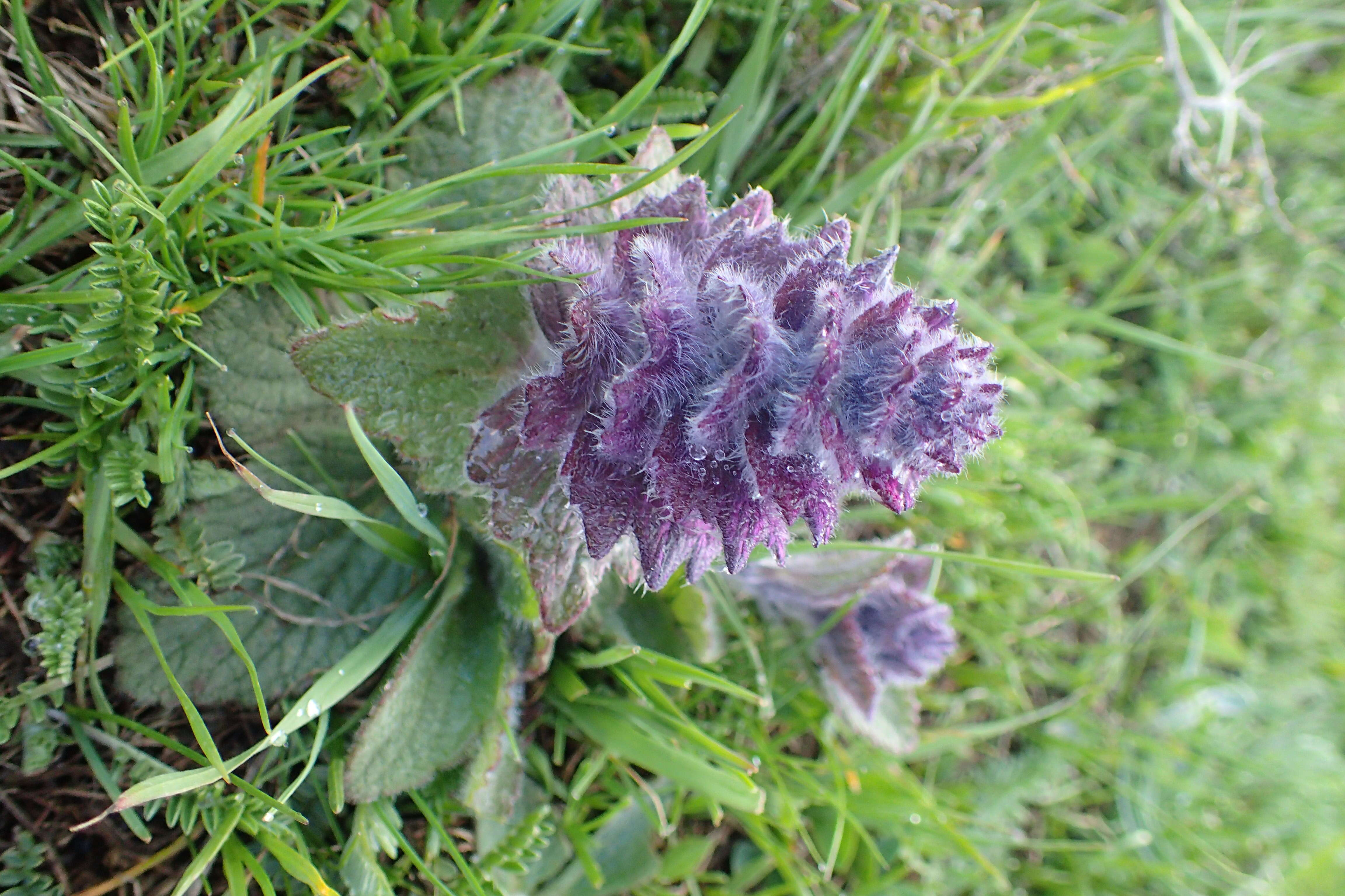 Image of Ajuga orientalis L.