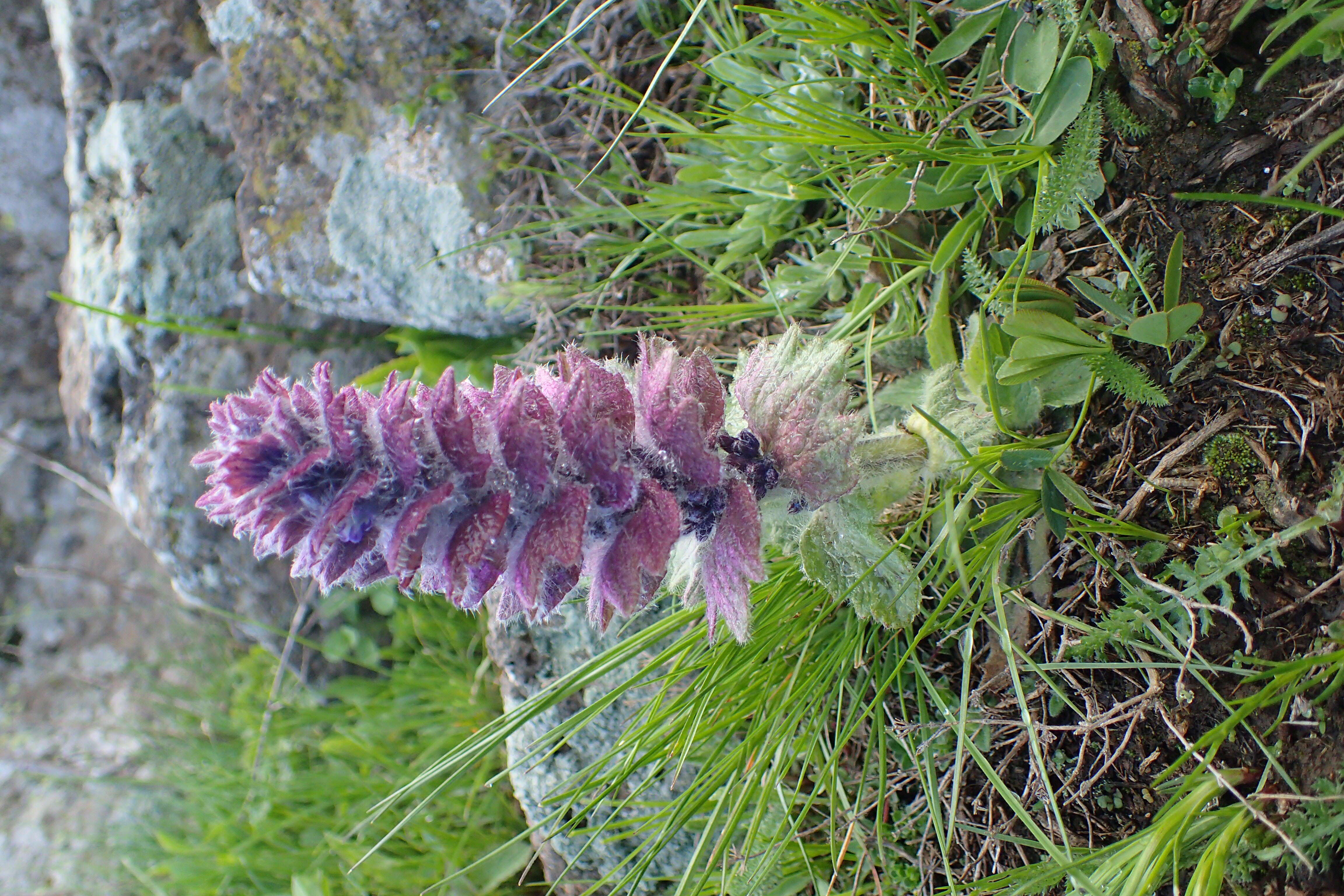 Image of Ajuga orientalis L.