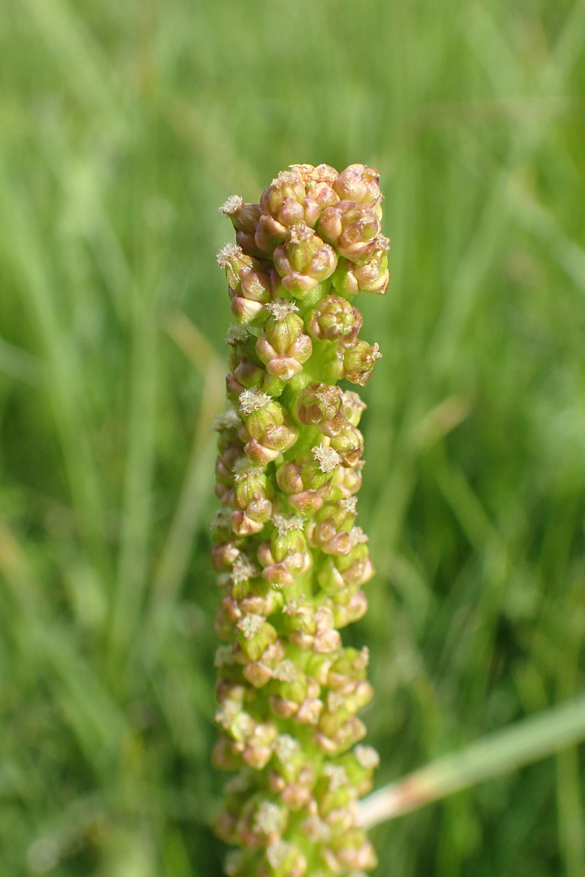 Image of Sea Arrowgrass