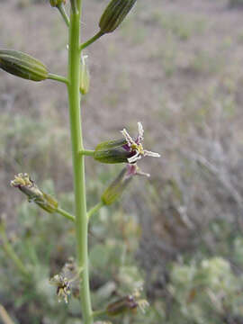 Image of hairy wild cabbage