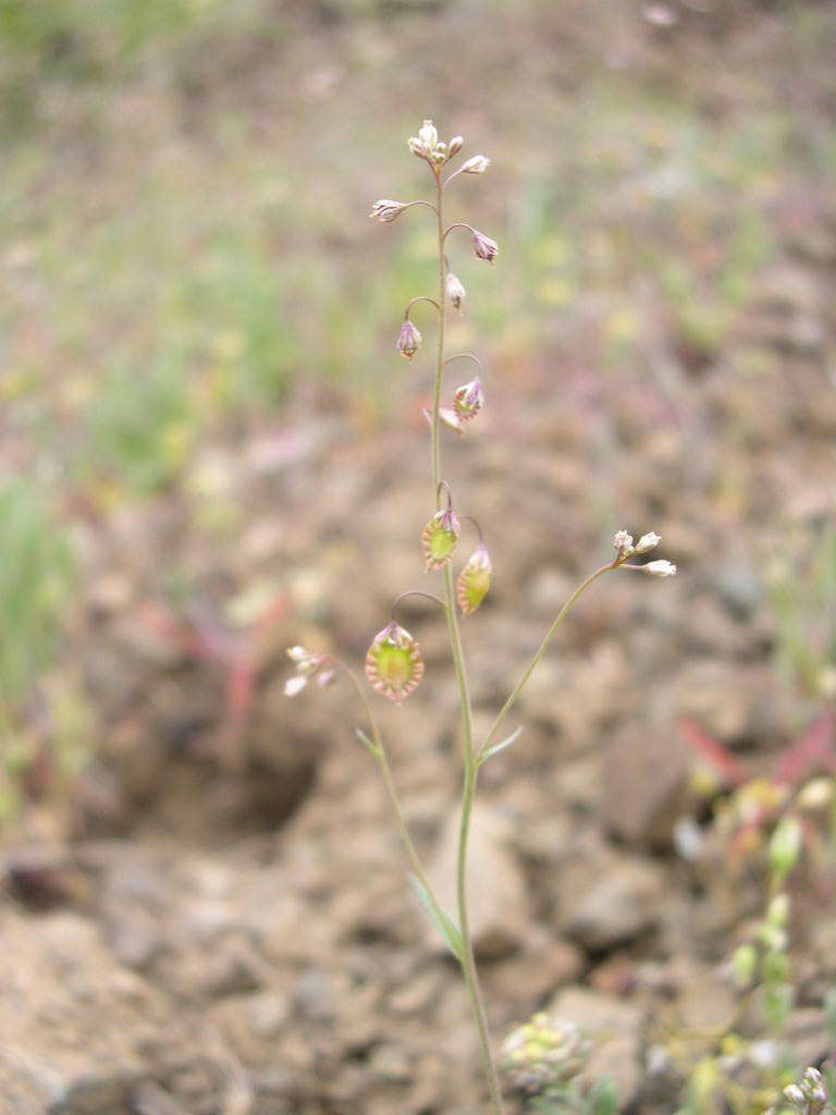 Image of sand fringepod