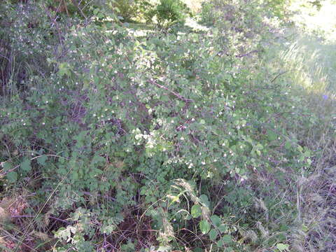 Image of mountain snowberry