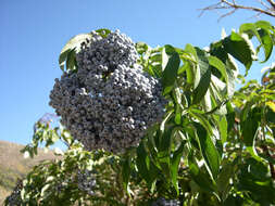 Image of Sambucus cerulea