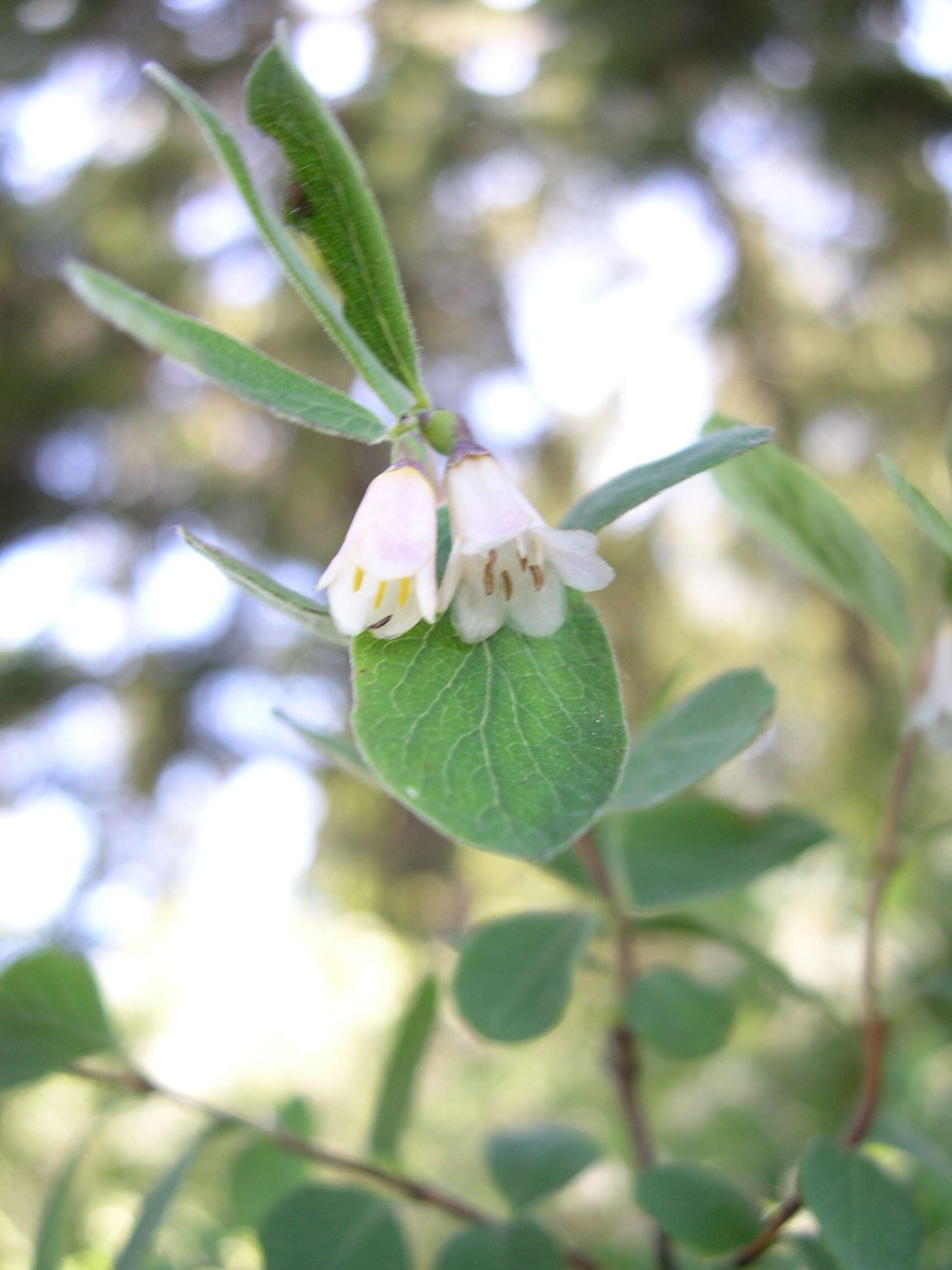 Image of mountain snowberry