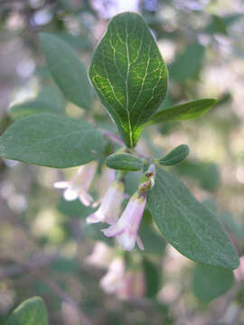 Image of mountain snowberry