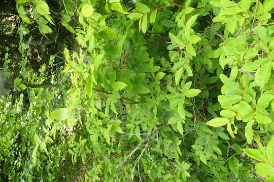 Image de Vaccinium arctostaphylos L.