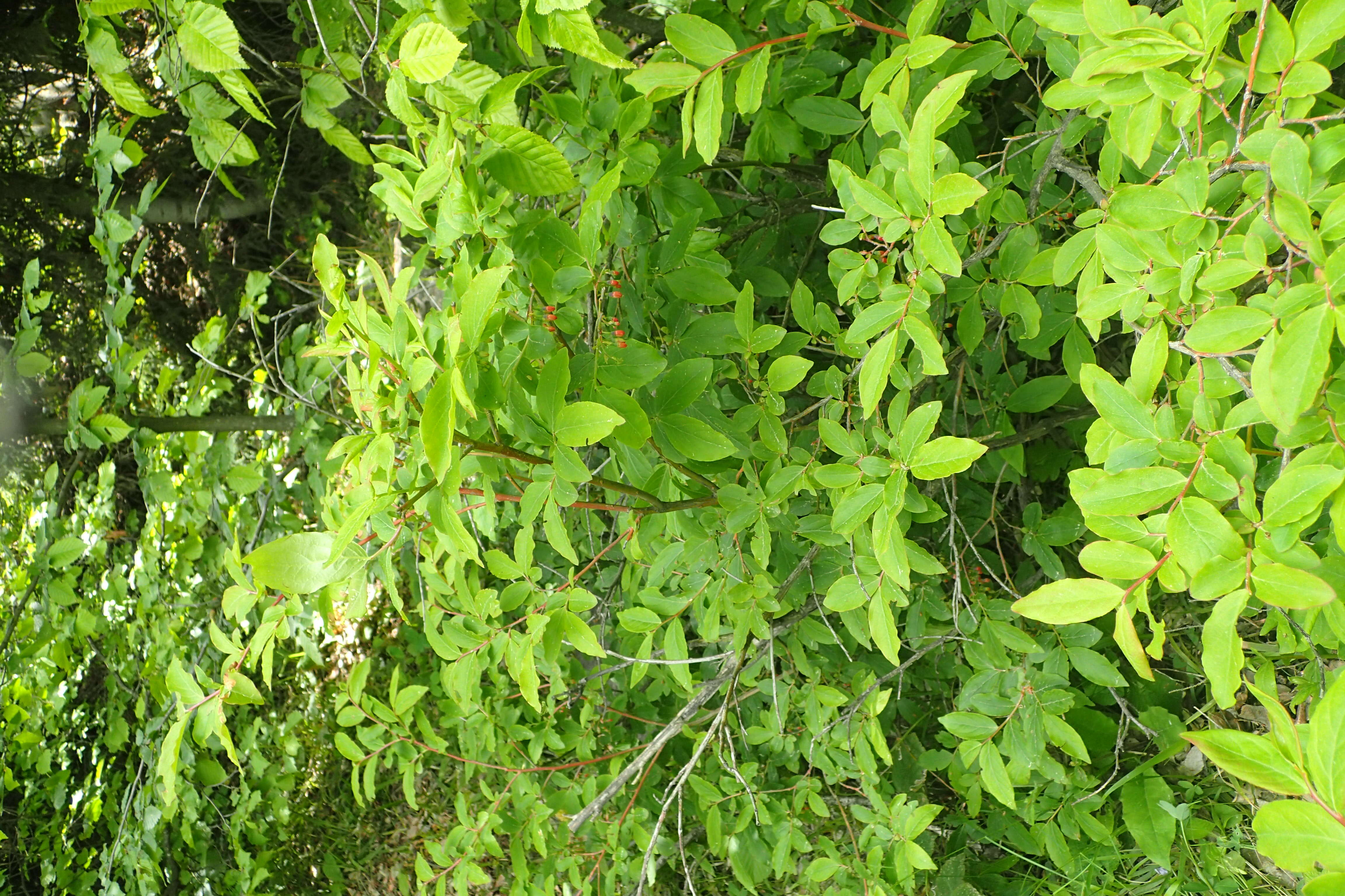 Image de Vaccinium arctostaphylos L.