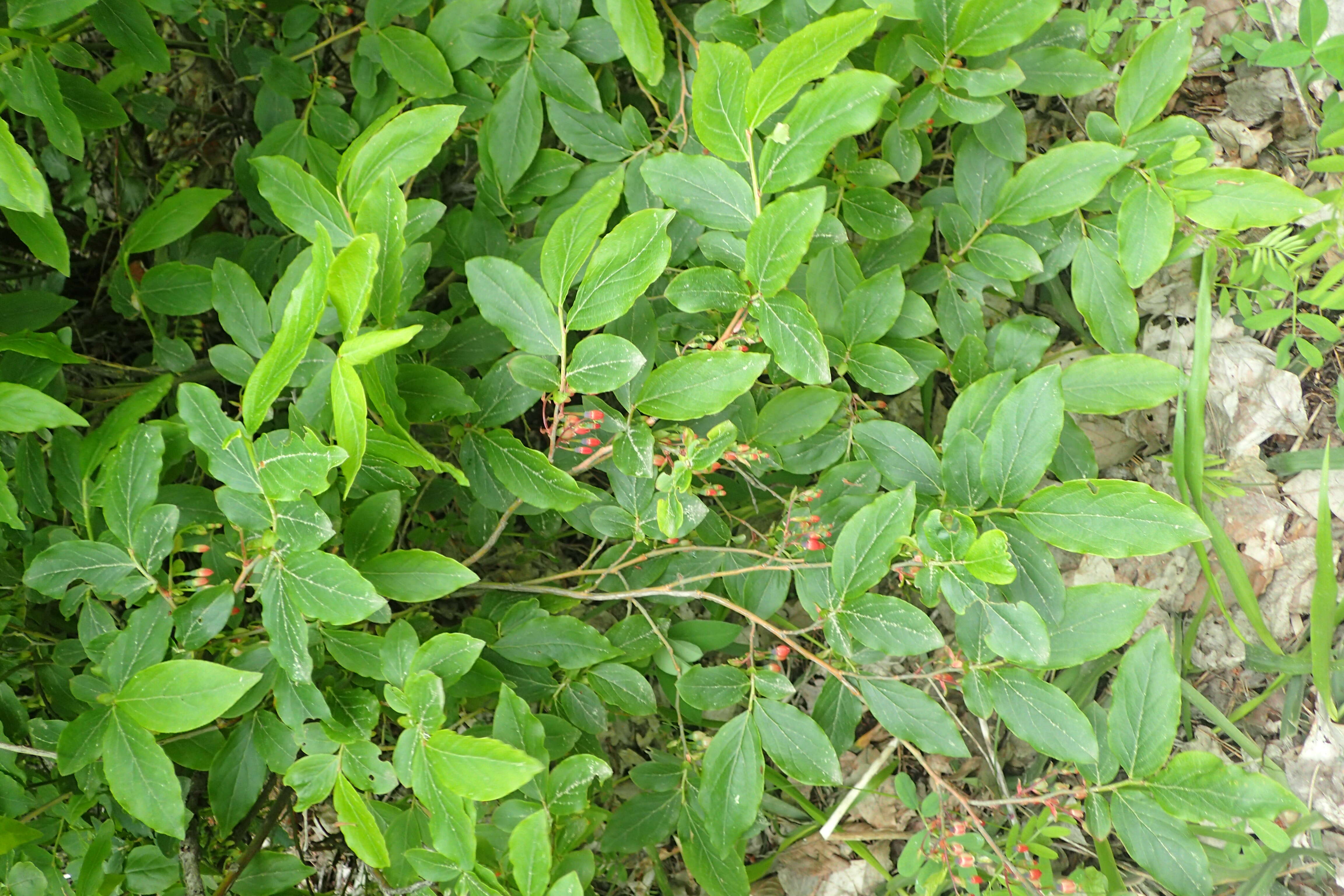 Image de Vaccinium arctostaphylos L.