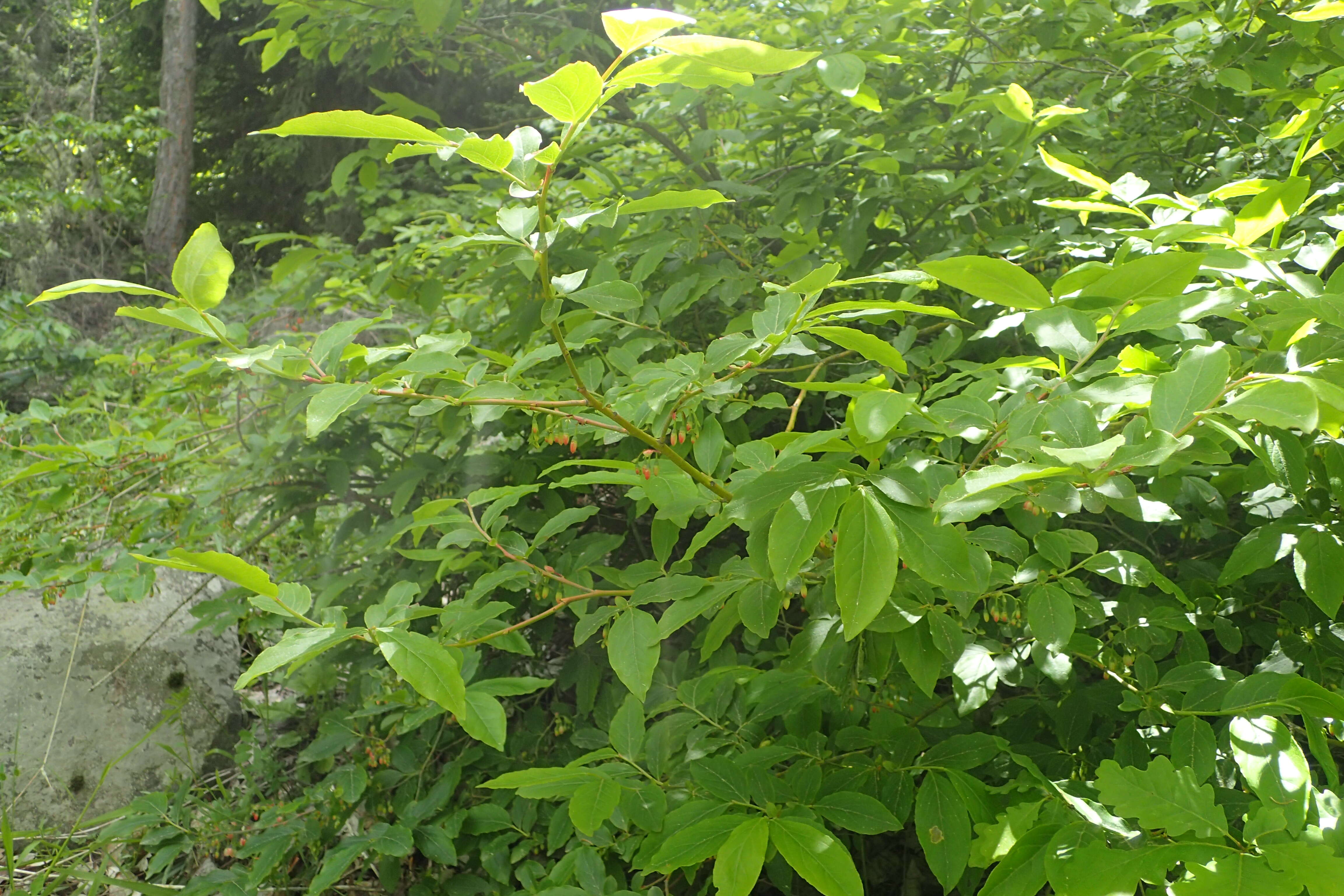 Image de Vaccinium arctostaphylos L.